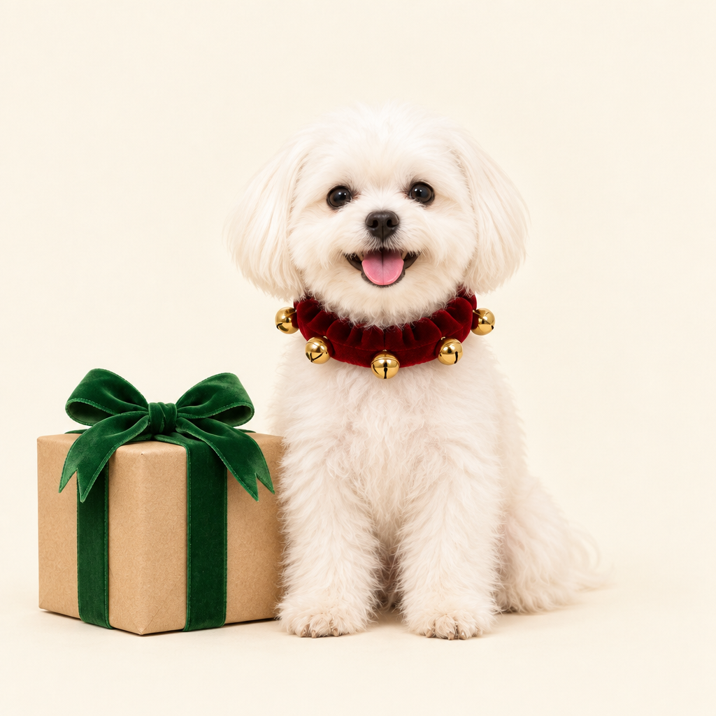 Maltese wearing the Jingle Collar beside a gift